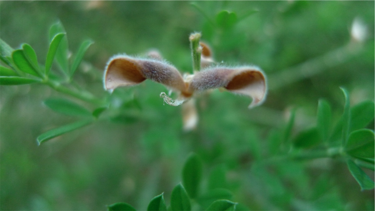 Cytisus scoparius